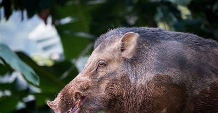 Boar Spirit Animal Totem Meaning: Shunning Negativities