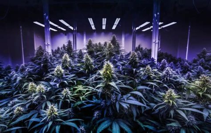 New York's Underground Cannabis Culture