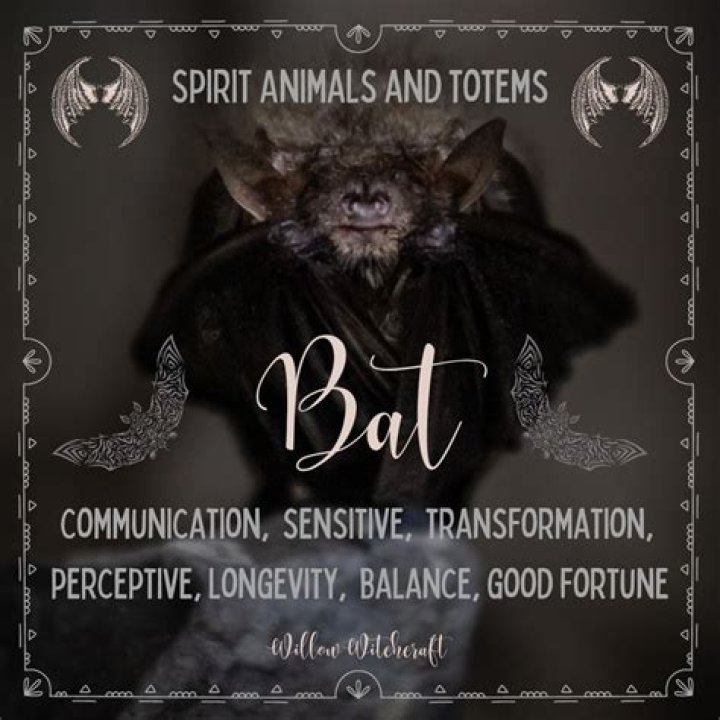 The Bat Spirit Animal | BlogNews