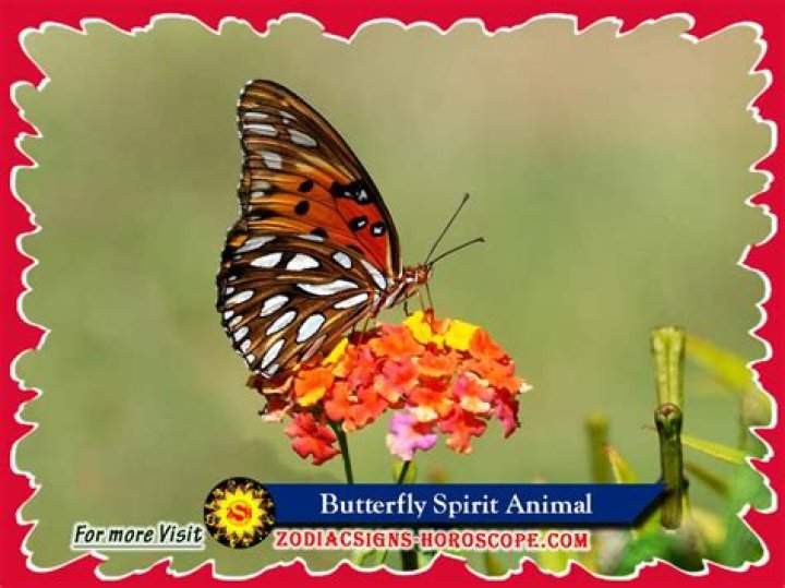 The Butterfly Spirit Animal | BlogNews